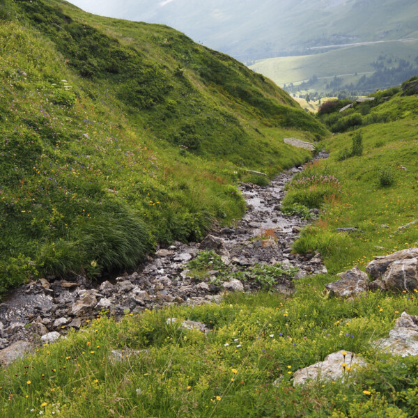 Grüner Hang mit Bachlauf Wärgistalbach, Alpenlandschaft.