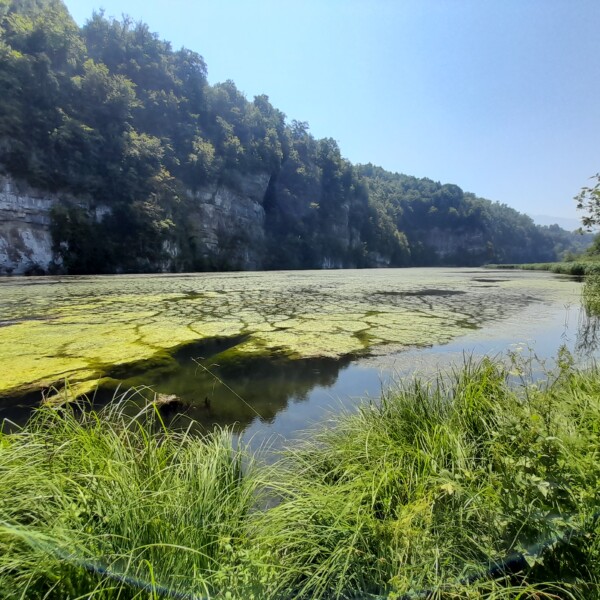 Wichelsee: See mit Algen, umgeben von Felsen und Grün. Ruhige Naturlandschaft.