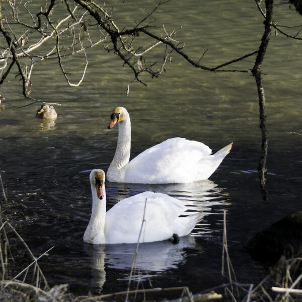 Zwei Schwäne schwimmen im Wichelsee, umgeben von Ästen und Enten.