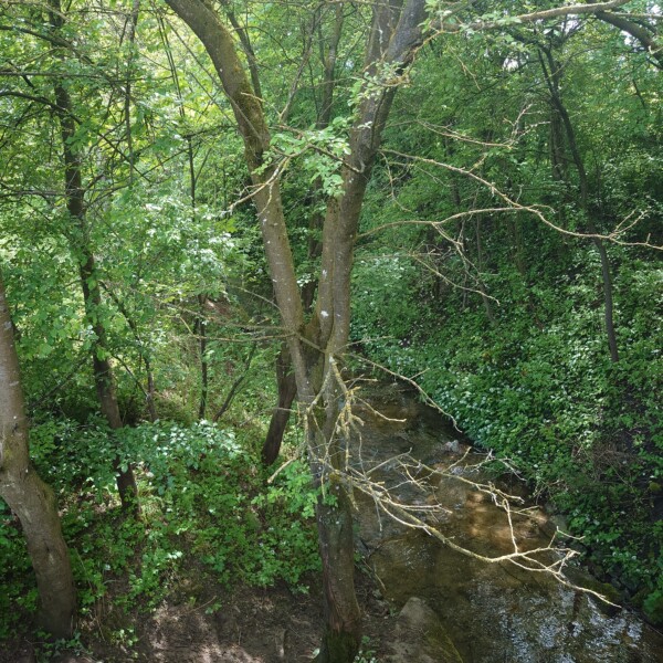 Wissbächli: Bachlauf durch grüne Natur mit Bäumen und üppiger Vegetation.