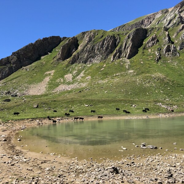 Wysse See in Leukerbad mit grasbewachsenen Bergen und Kühen am Ufer.