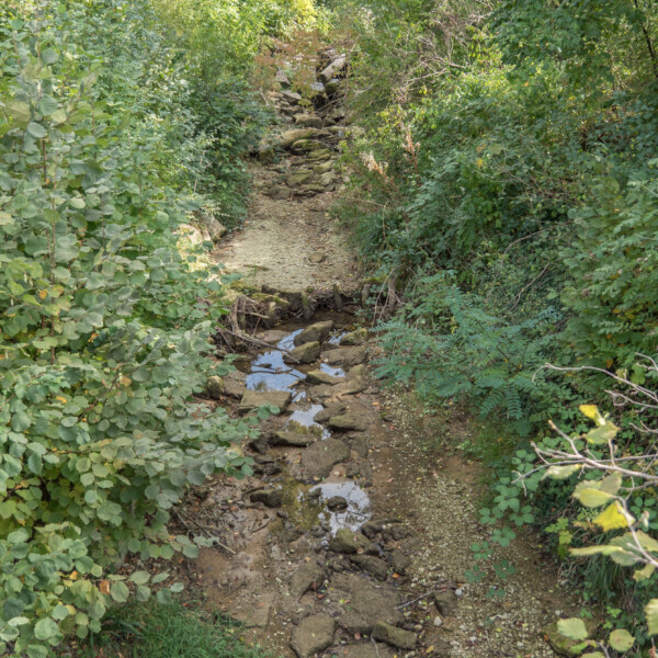 Trockener Bachlauf des Zeiherbachs mit Steinen und üppiger Vegetation.