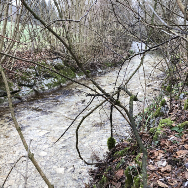 Zeiherbach: Bachlauf mit Steinen, umgeben von Bäumen und Laub.