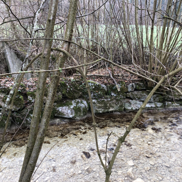 Zeiherbach Bachlauf mit Steinen und Uferbewuchs im Wald.