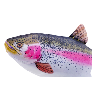 Stofffisch Regenbogenforelle 62cm: Plüschtier Regenbogenforelle, Stofffisch
