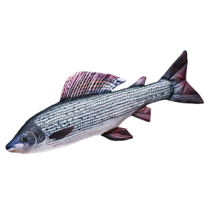 Stofffisch Äsche / Grayling 65cm: Detaillierter Plüschfisch einer Äsche.