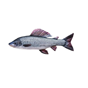 Stofffisch Äsche / Grayling 65cm: Stofftier Fisch mit markanter Rückenflosse.