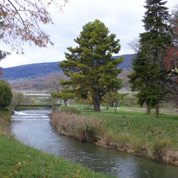 Fluss Arnon mit Bäumen und Brücke im Hintergrund. Ruhige Landschaft.