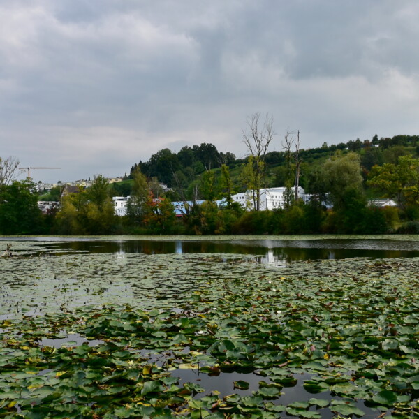 Ausee: Seerosen bedecken den See mit Gebäuden im Hintergrund unter bewölktem Himmel.