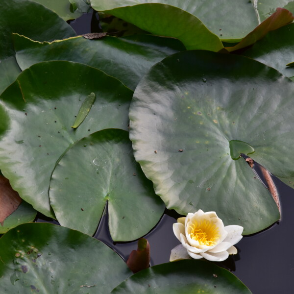 Weiße Seerose mit gelber Mitte inmitten von grünen Seerosenblättern im Ausee.