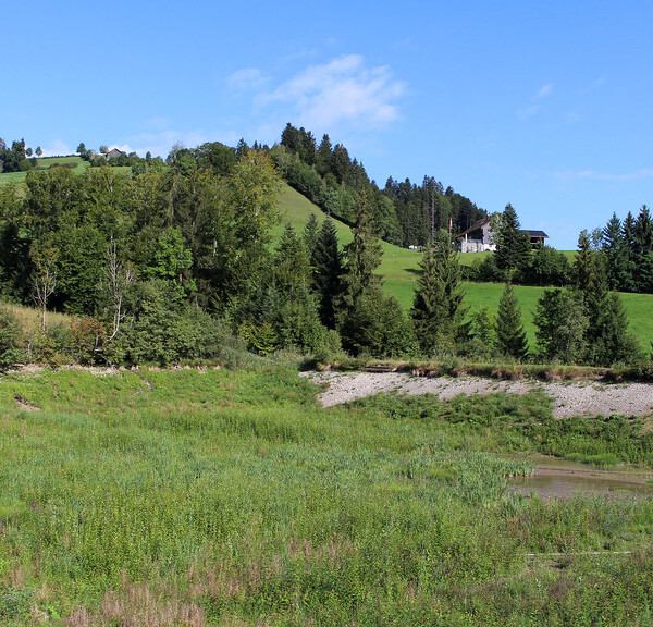 Grüne Landschaft am Bachtelweiher mit Bäumen und blauem Himmel.