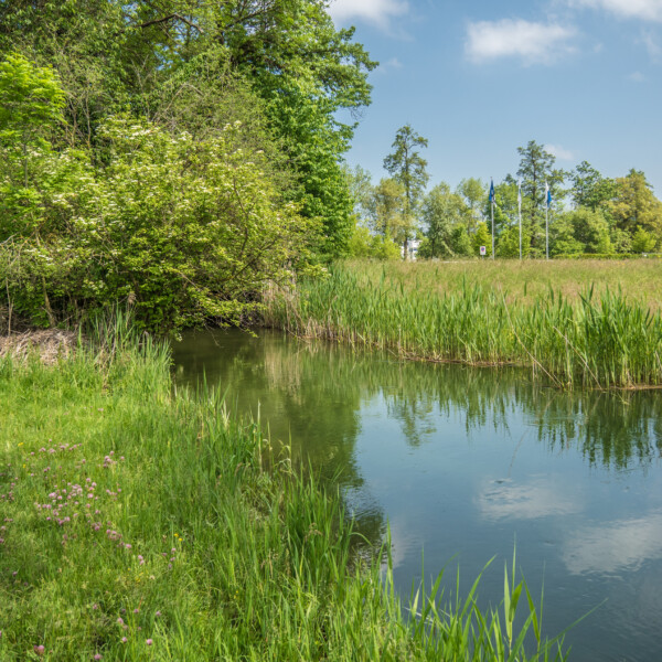 Grüner Uferbereich am Baldeggersee mit Schilf und Bäumen unter blauem Himmel.