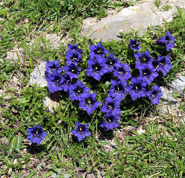 Blaue Enzianblüten in Bavona, eingebettet in grüne Wiese und Felsen.