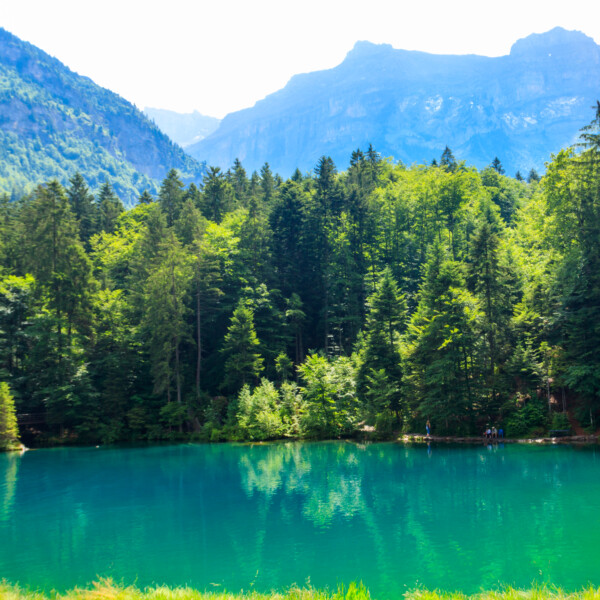 Türkisblauer Blausee in Kandergrund, umgeben von Bäumen und Bergen.