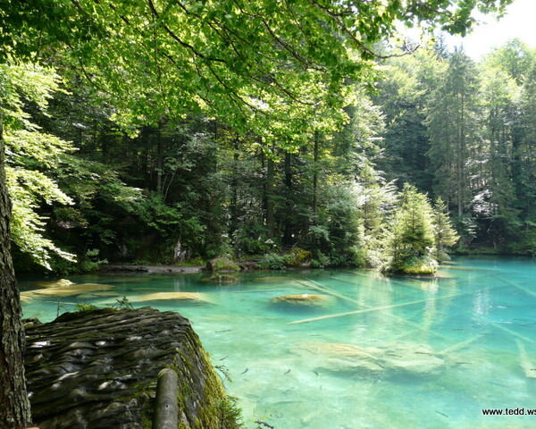 Türkisblauer Blausee in Kandergrund mit Baumstämmen unter Wasser und Wald.