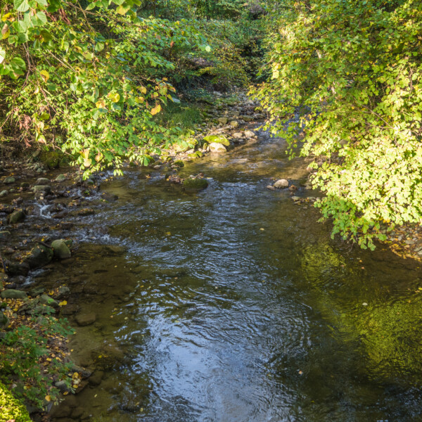 Fließender Bach in Bressonne, umgeben von üppigem Grün.