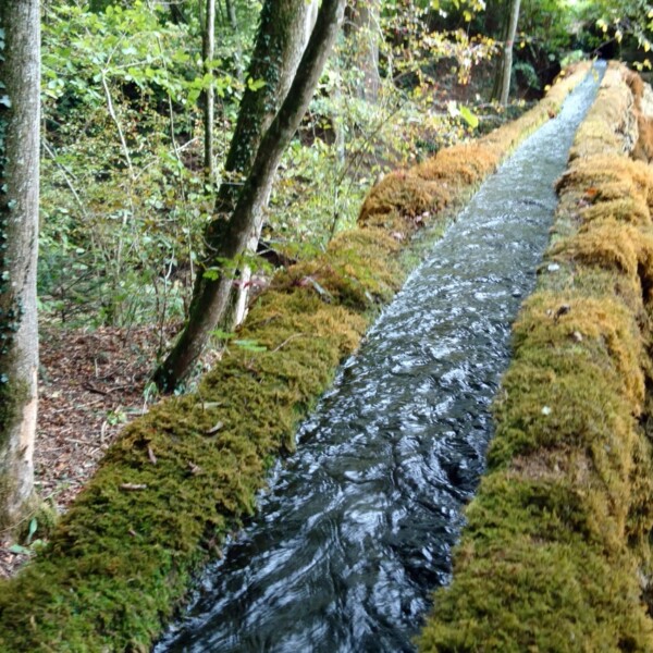 Bewachsener Wasserkanal im Wald beim Bruggbach.