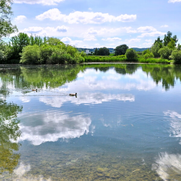Büsisee: Ruhiger See mit Enten und Spiegelung von Bäumen und Wolken.