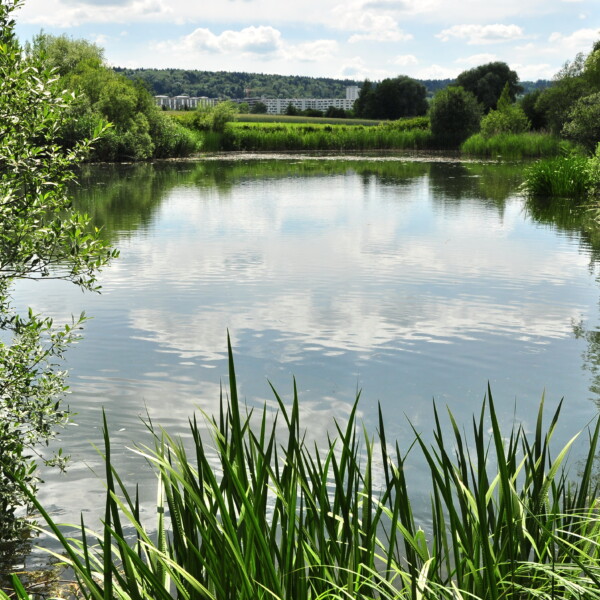 Idyllischer Büsisee mit Spiegelung des Himmels und grüner Ufervegetation.