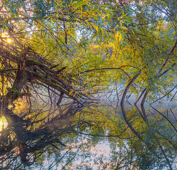 Crestasee: Baum hängt über den ruhigen See mit Nebel und Sonnenlicht.