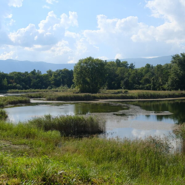 Idyllischer Étang Jacques Burnier Teich mit Bäumen, Schilf und Spiegelungen unter blauem Himmel.
