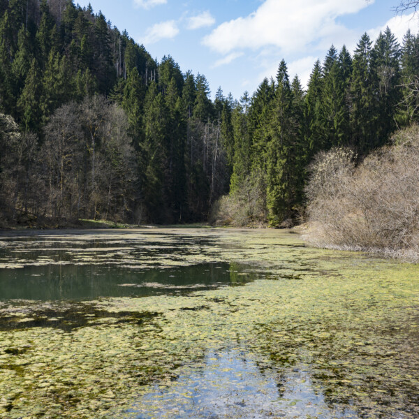 Étang de Bollement: Ruhiger Waldsee mit Algen und Bäumen am Ufer unter blauem Himmel.