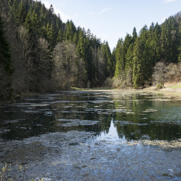 Bollement-Weiher im Wald mit Spiegelung der Bäume im Wasser.