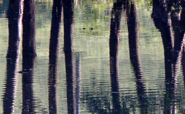 Baumstämme spiegeln sich im Étang de la Réselle Wasser.