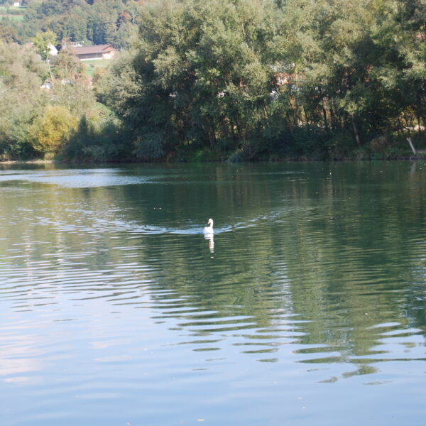 Schwan schwimmt im Flachsee, umgeben von Bäumen und grüner Landschaft.