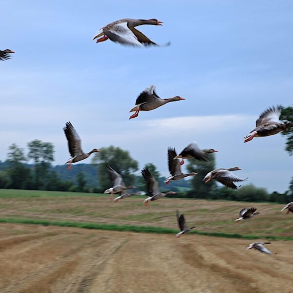 Flug von Graugänsen über ein Feld am Flachsee.