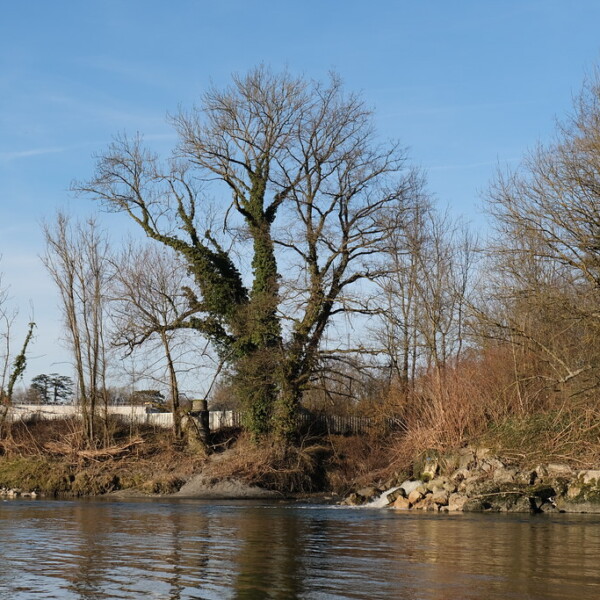 Foron Flusslandschaft mit Bäumen im Winter unter blauem Himmel.