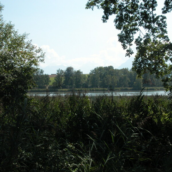 Gerzensee-Seeansicht durch Schilf und Bäume, Alpen im Hintergrund.