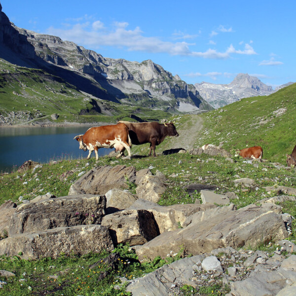 Kühe am Glattalpsee in der Schweizer Berglandschaft