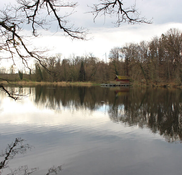 Groossweiher See mit Baumreihe und Spiegelung im Wasser.