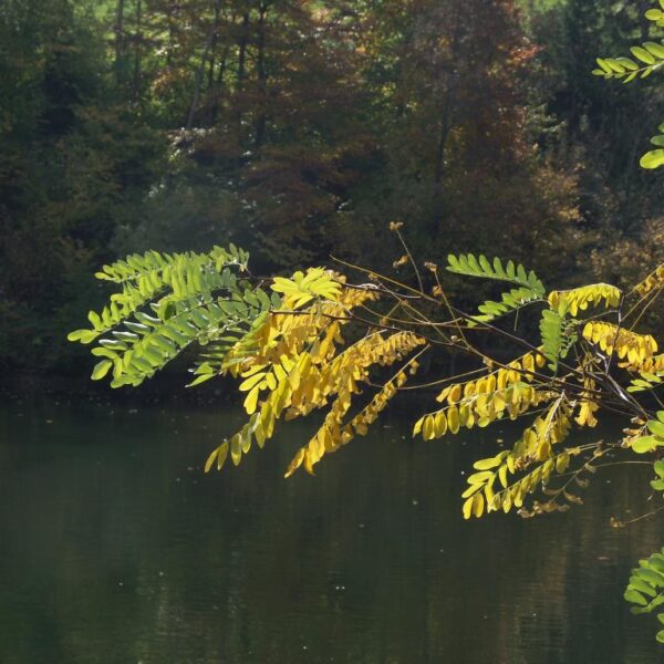 Grüne und gelbe Blätter am Gübsensee im Herbst
