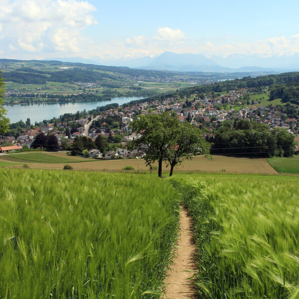 Grünes Feldweg zum Hallwilersee mit Blick auf Berge und Dorf.