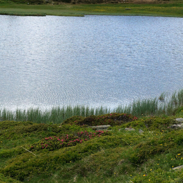 Hopschusee: Ruhiger Bergsee mit grüner Ufervegetation und sanften Wellen.