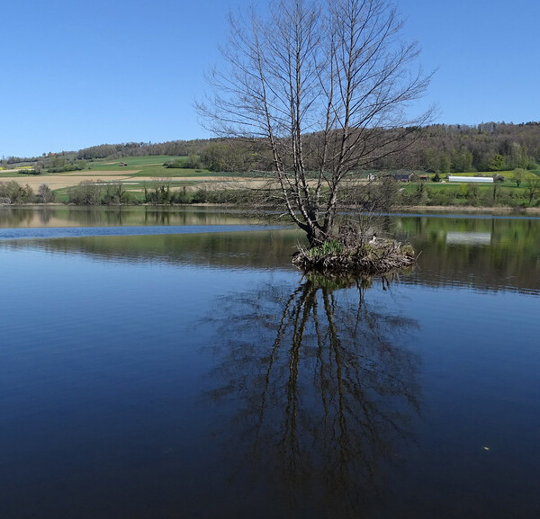 Hüttwilersee: Baumgruppe spiegelt sich im ruhigen Wasser des Sees.