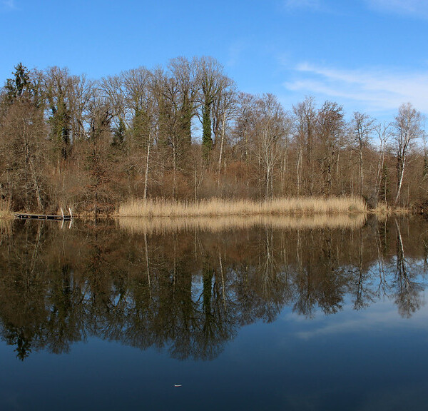 Husemersee-Spiegelung: Ruhiger See mit Bäumen und blauem Himmel