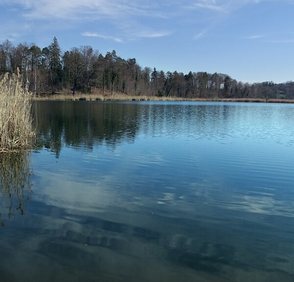 Husemersee mit Schilf und Spiegelung des Himmels im Wasser.