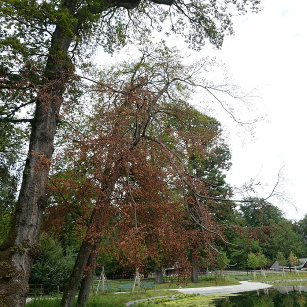 Lac de Sauvabelin: Baum mit braunen Blättern am Ufer des Sees.