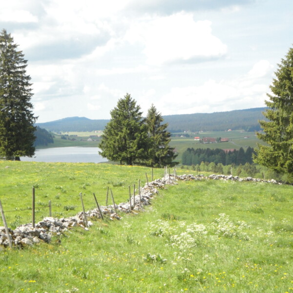 Grüne Wiese mit Steinmauer am Lac des Taillères, umgeben von Tannen und bewaldeten Hügeln.