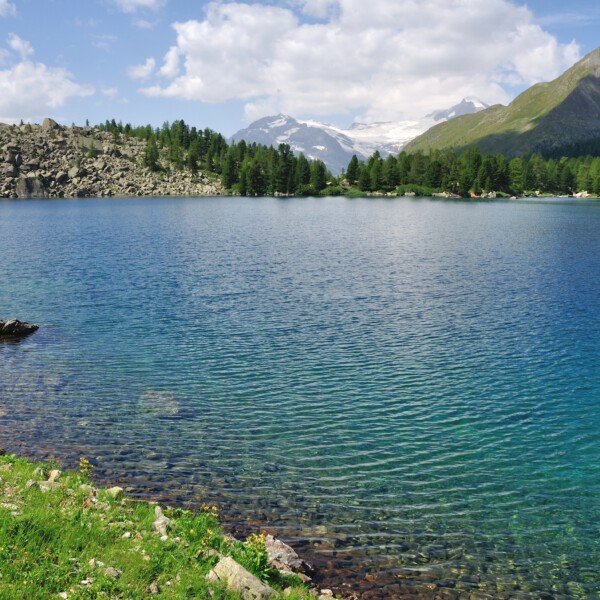 Lagh da Val Viola: Klarer Bergsee mit Alpenpanorama und grünen Ufern.
