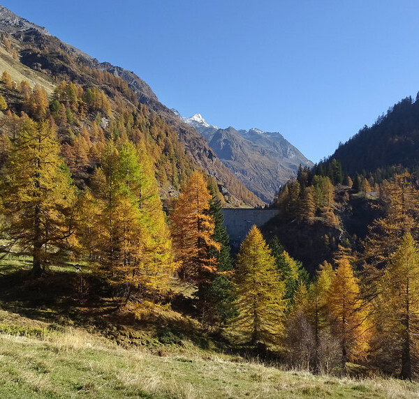 Lago di Carassina: Herbstliche Landschaft mit gelben Bäumen und Bergen im Hintergrund.