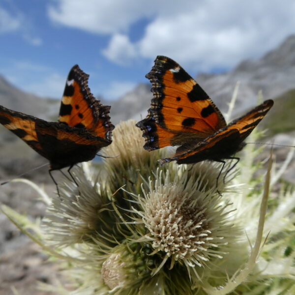 Zwei Kleine Füchse Schmetterlinge auf einer Blüte in Lai Grond (Surses)
