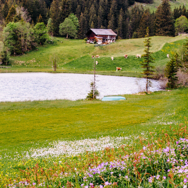 Idyllischer Lauenensee mit Kühen auf grüner Weide und einem Holzhaus im Hintergrund.