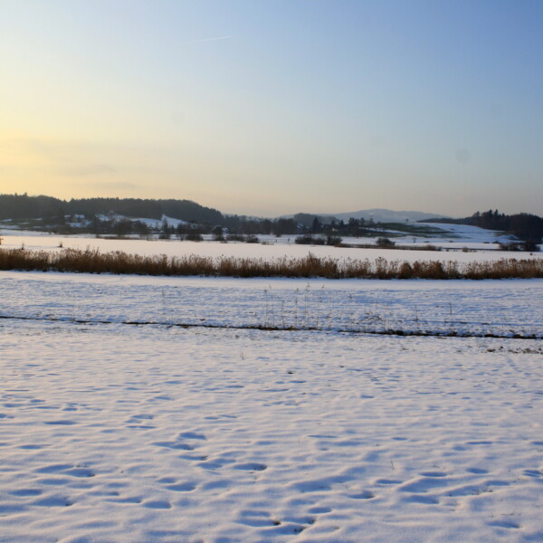 Verschneite Landschaft am Lützelsee mit Schilf und sanften Hügeln im Hintergrund.