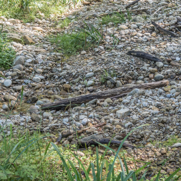 Kiesbett mit Gräsern und kleinen Wasserlauf.
