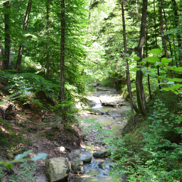 Bachlauf im Wald Mèbre mit grünen Bäumen und Felsen.