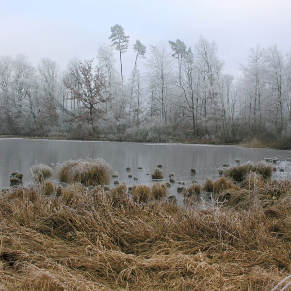 Winterliche Landschaft am Morgetshofsee mit Reif bedeckten Bäumen und Schilfgras.